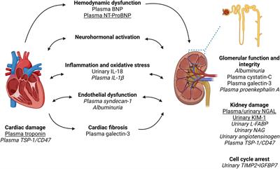 Biomarkers in Cardiorenal Syndrome and Potential Insights Into Novel Therapeutics